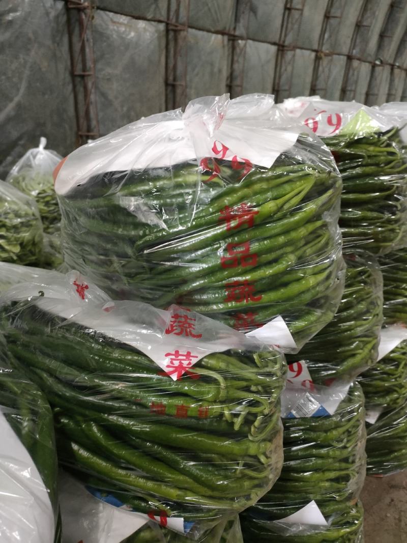 本地线椒大量上市。颜色绿条直，货源充足，价位合理。