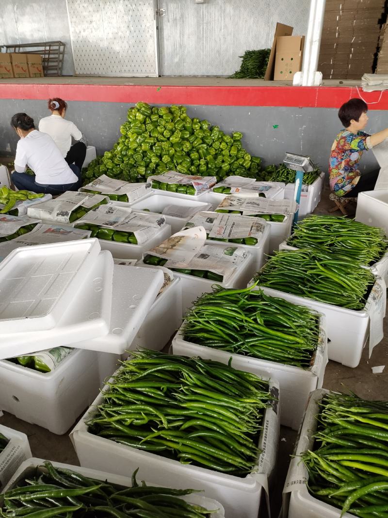 本地线椒大量上市。颜色绿条直，货源充足，价位合理。