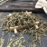 六月雪，一手货源，产地直供，无硫磺，一公斤起批