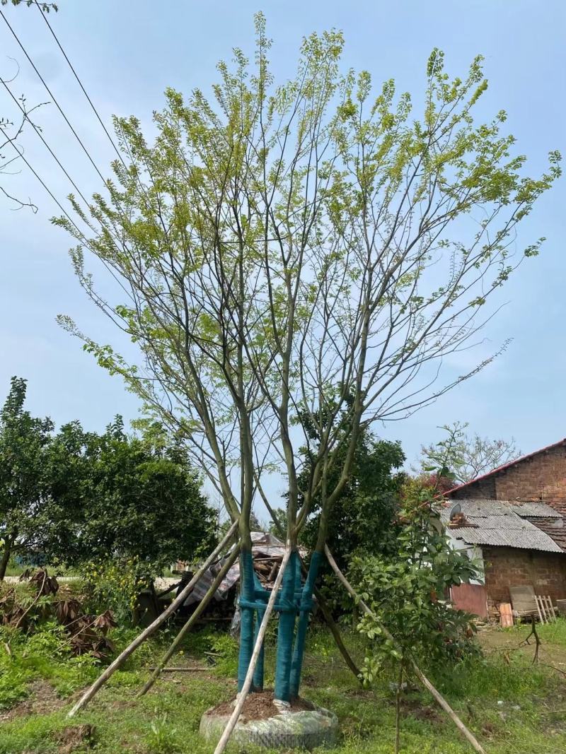 丛生容器朴树