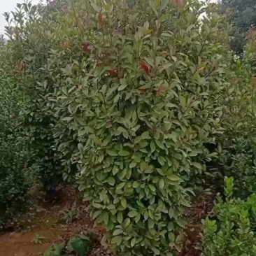 热卖红叶石楠柱，叶茂饱满无病虫害，自产自销