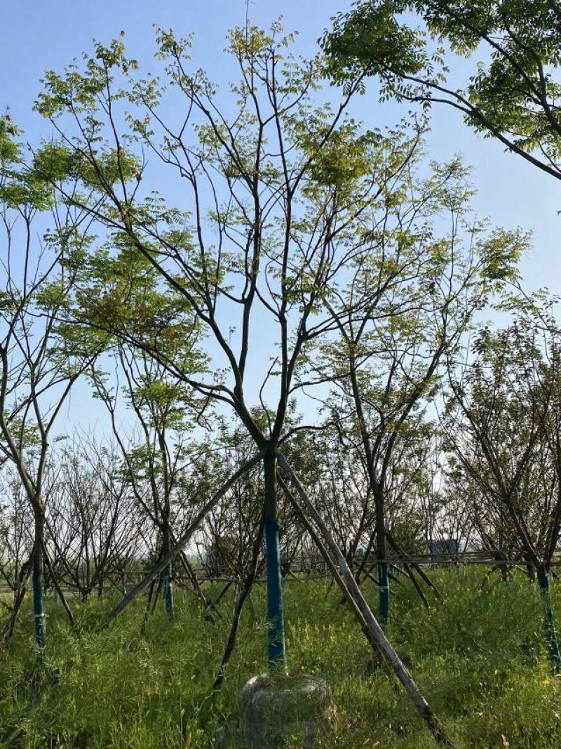 15-20移栽容器全冠栾树