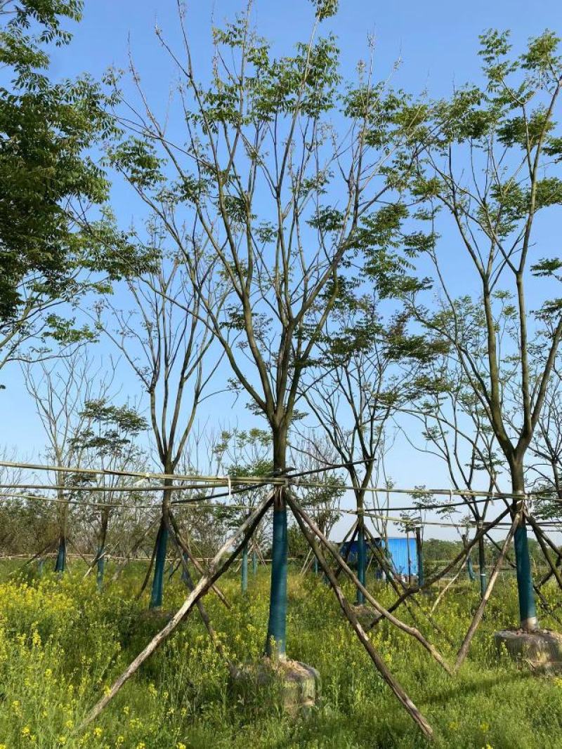 15-20移栽容器全冠栾树