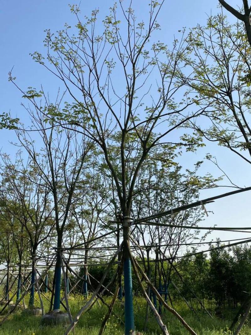 15-20移栽容器全冠栾树