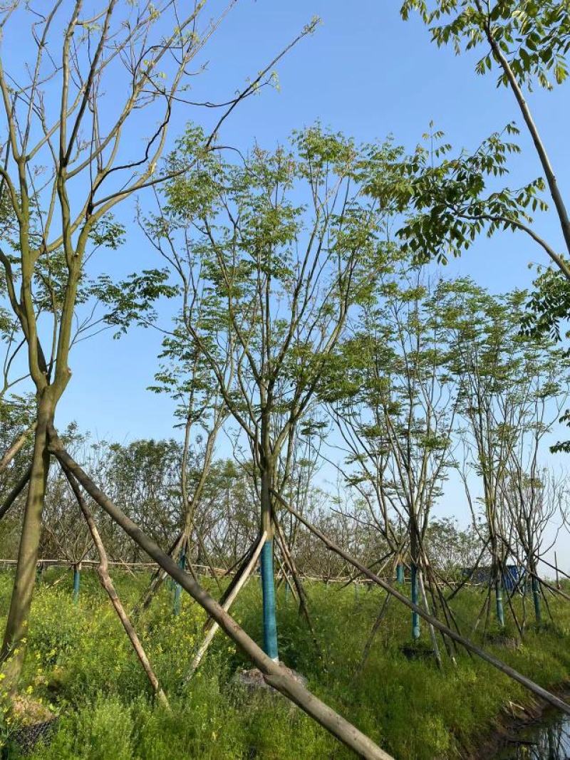 15-20移栽容器全冠栾树