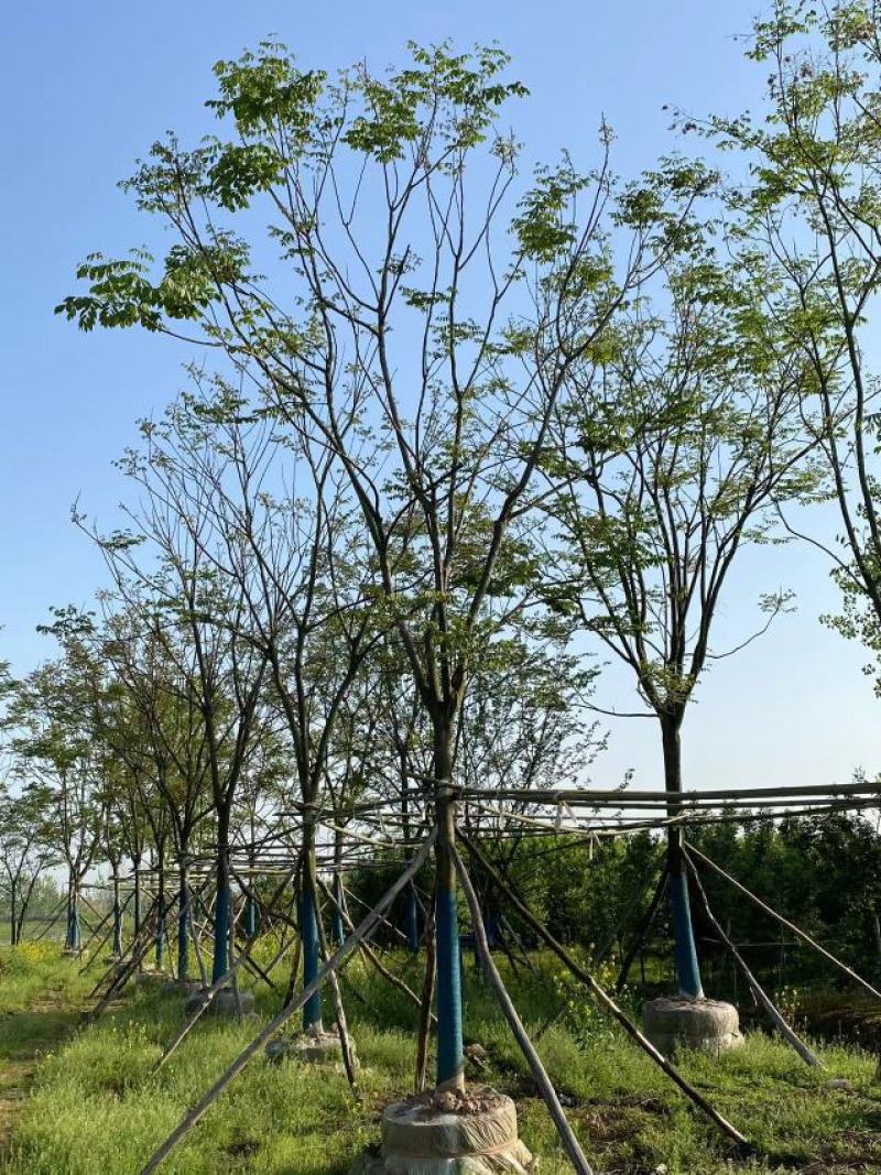 15-20移栽容器全冠栾树