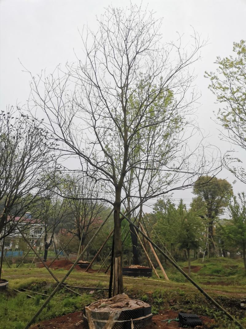 15-25移栽容器乌桕