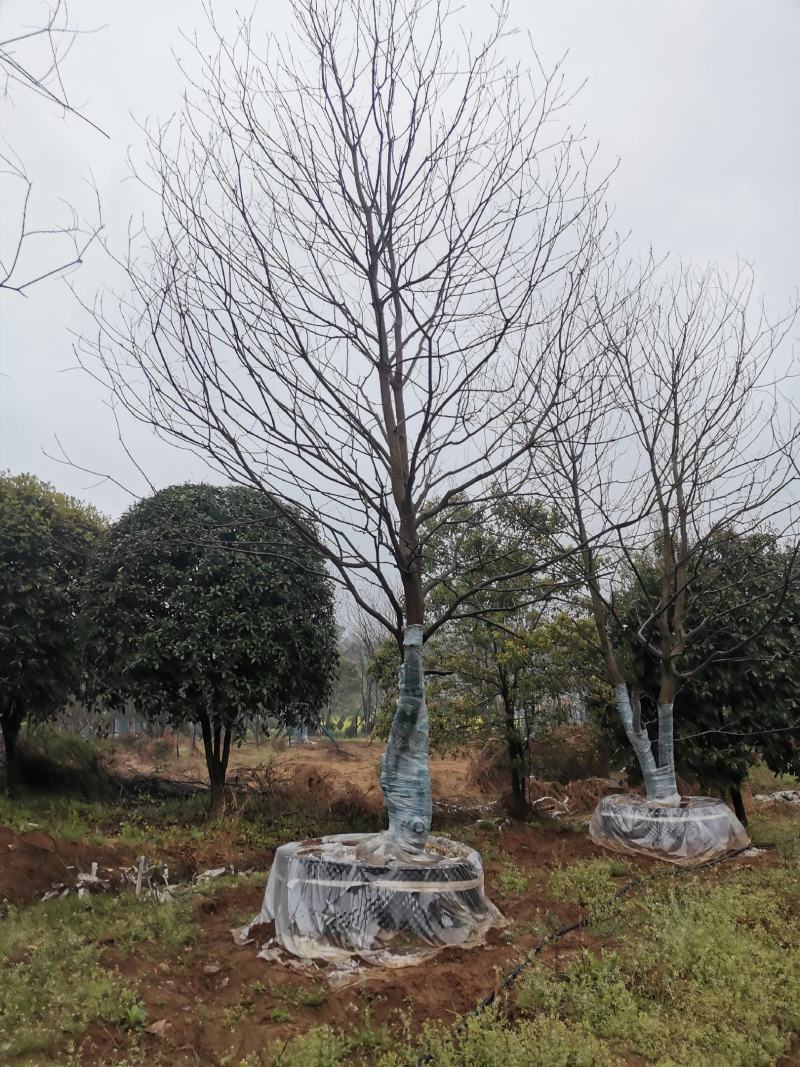 15-25移栽容器乌桕