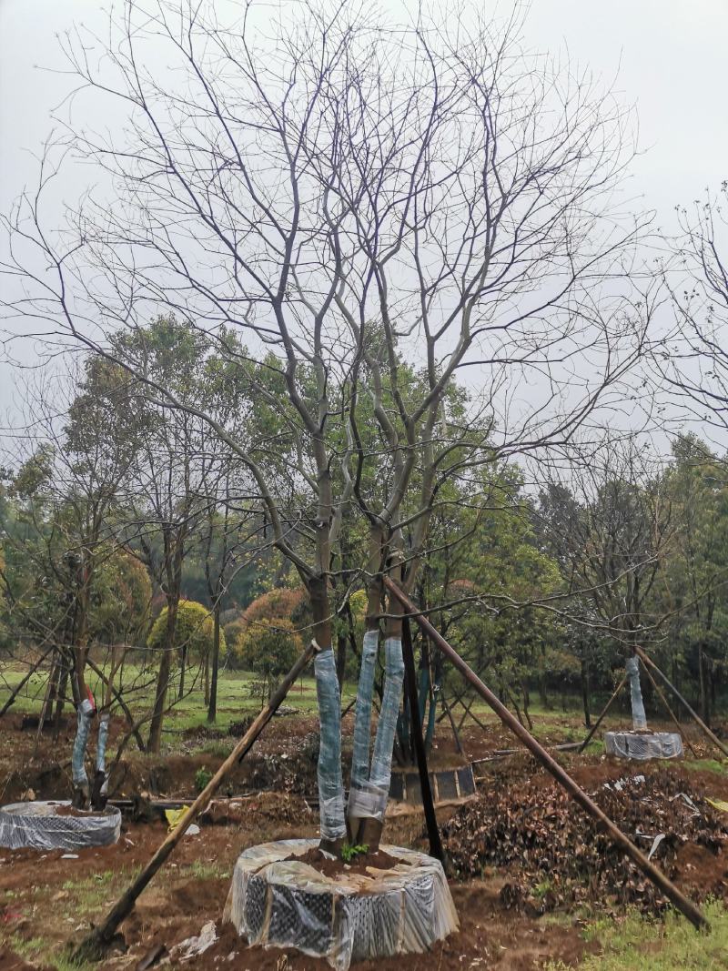 15-25移栽容器乌桕