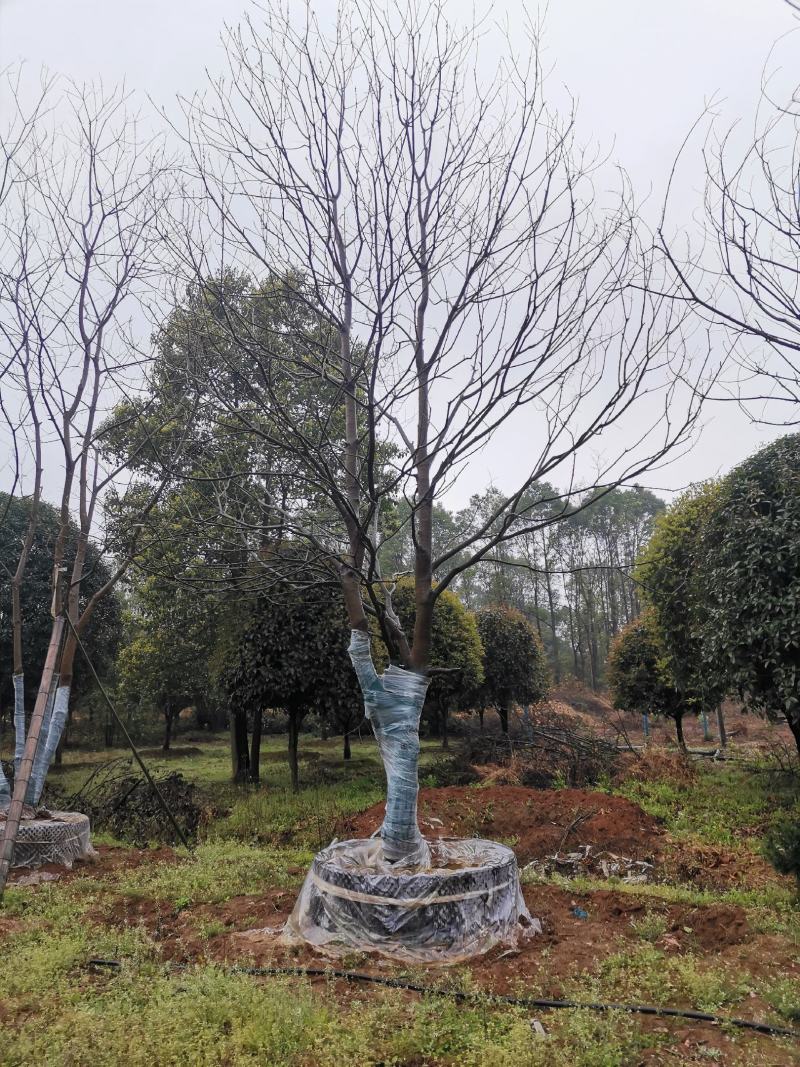 15-25移栽容器乌桕