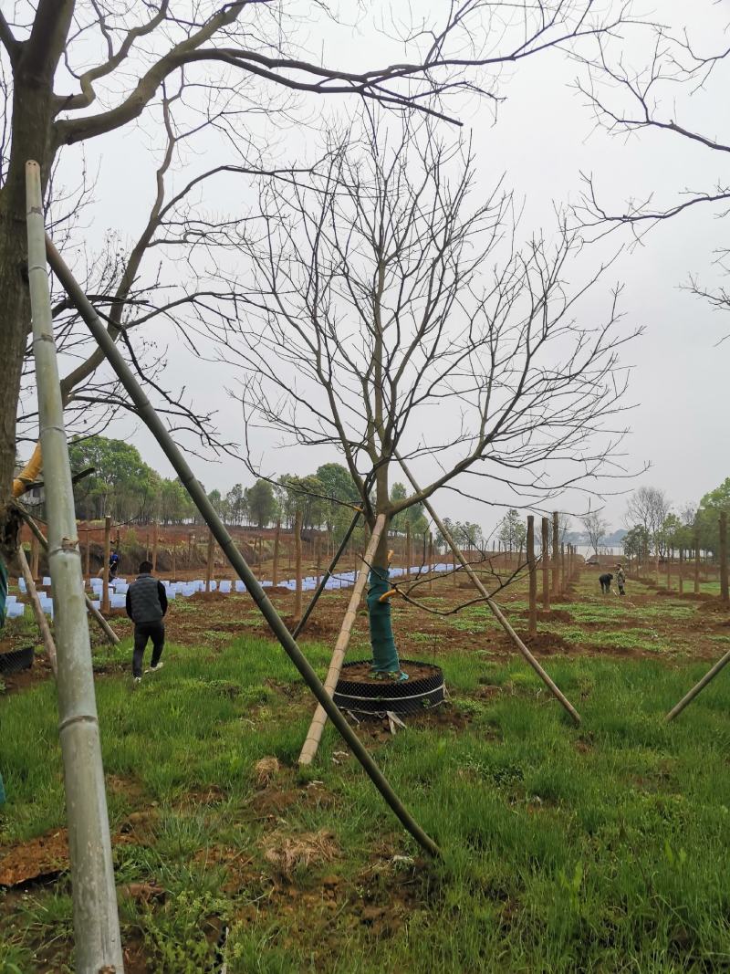 15-25移栽容器乌桕