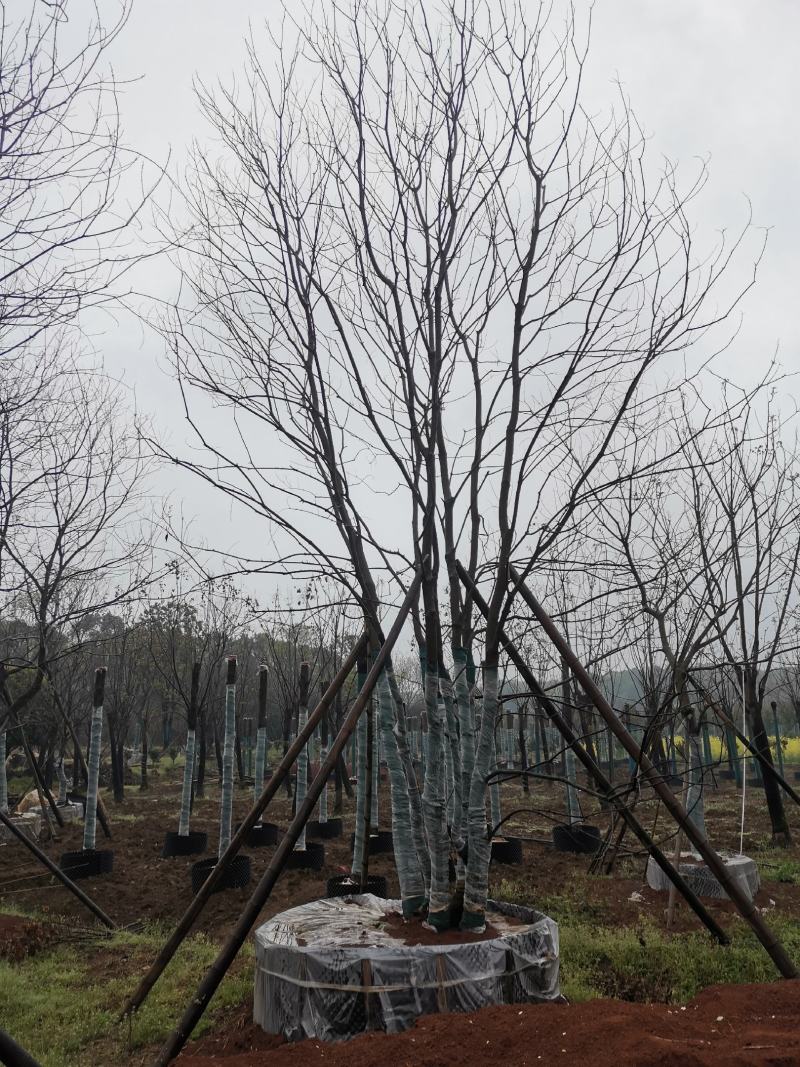 15-25移栽容器乌桕