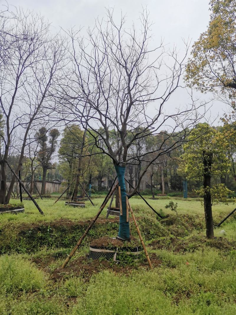 15-25移栽容器乌桕