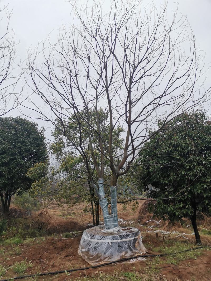 15-25移栽容器乌桕