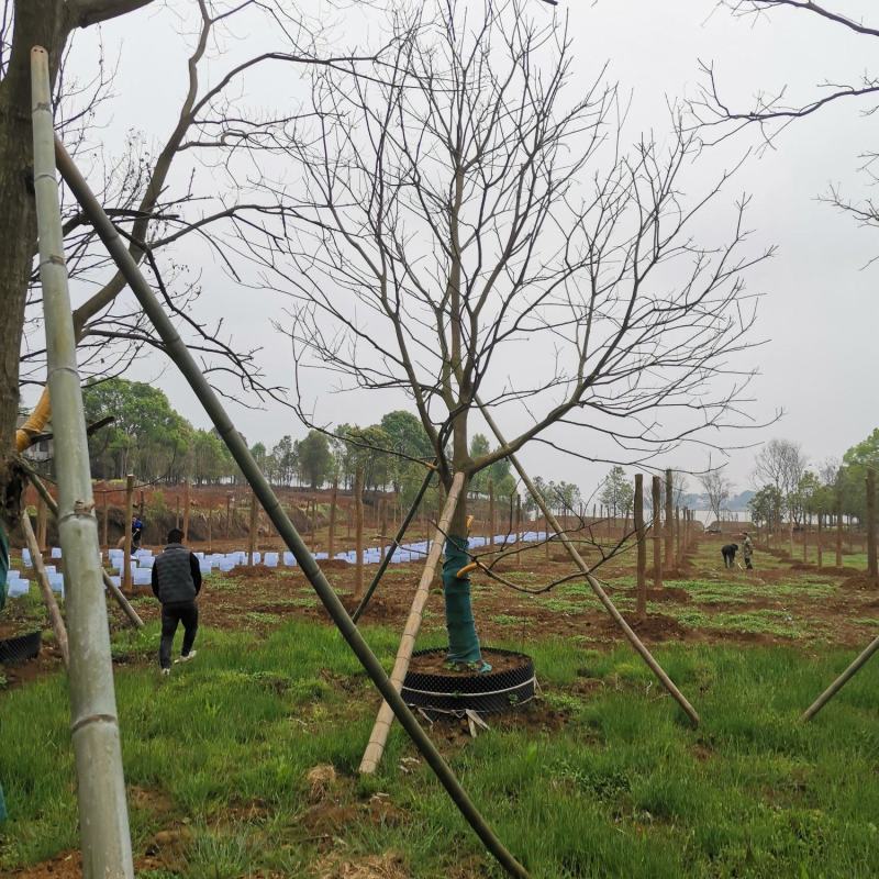 15-25移栽容器乌桕