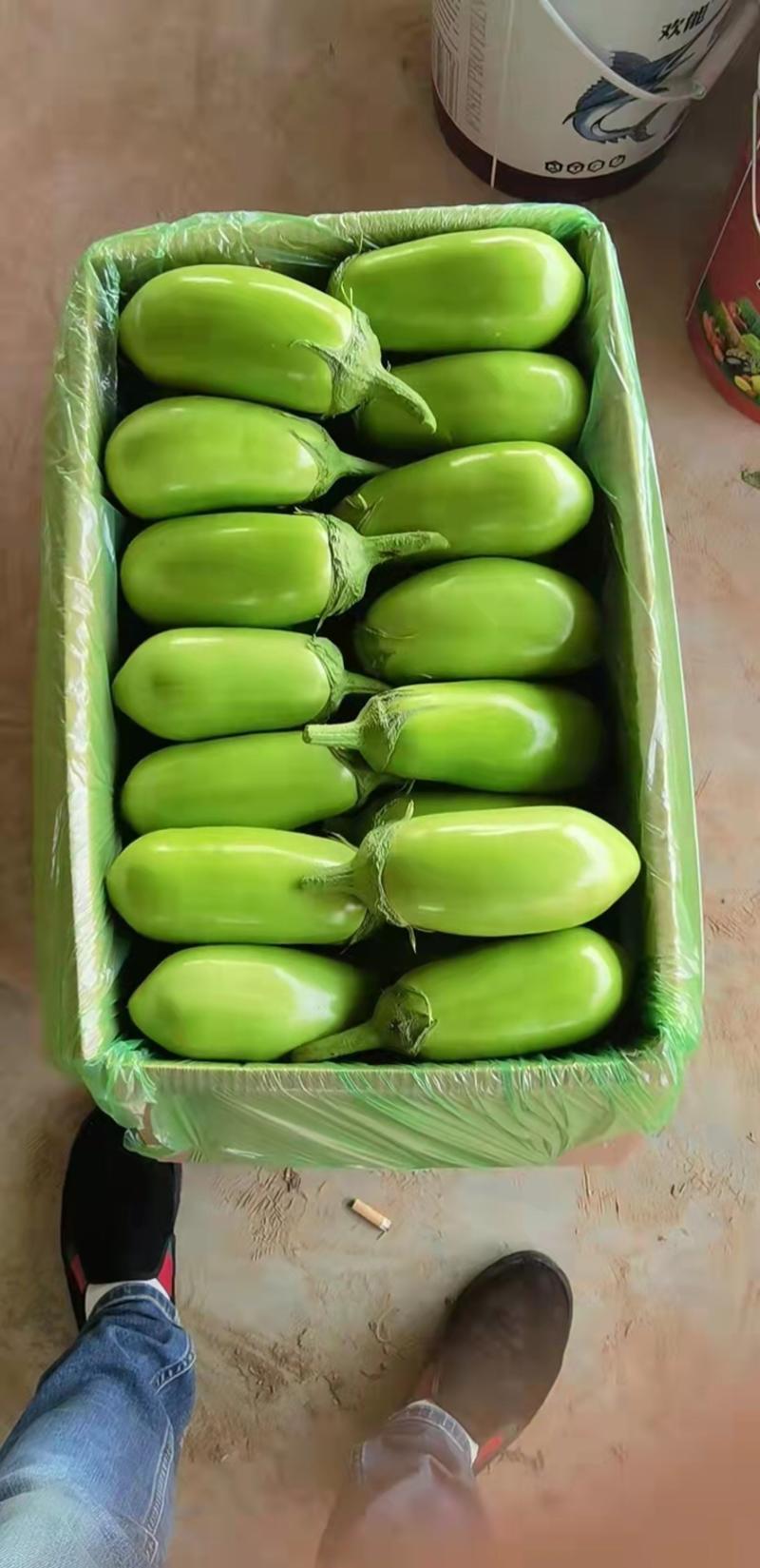 【热销中】本地茄子新鲜采摘青茄子绿茄子质量保证