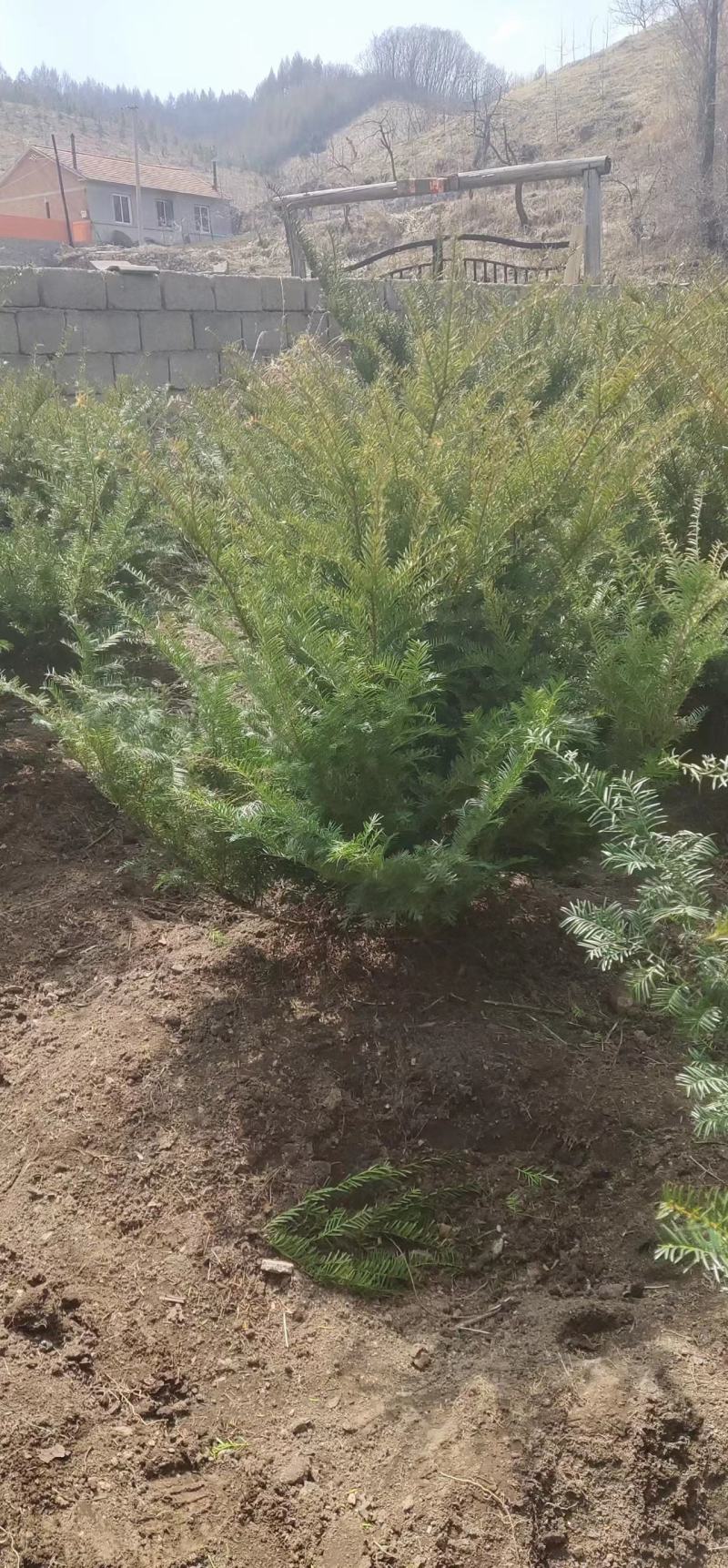 红豆杉