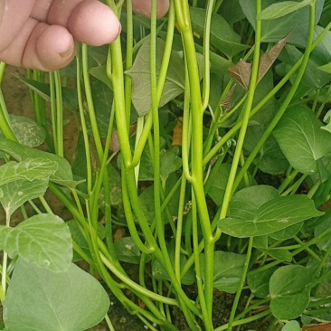 西瓜红，商薯19红薯冷棚育苗，成活率高！
