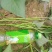 西瓜红，商薯19红薯冷棚育苗，成活率高！
