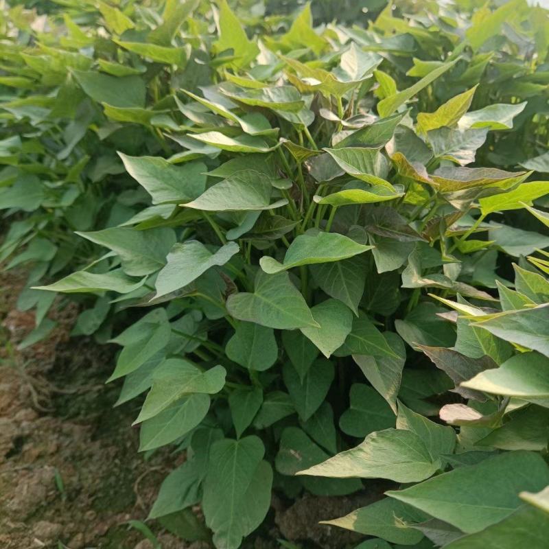 红薯苗西瓜红薯苗商薯19苗，六鳌蜜薯苗，