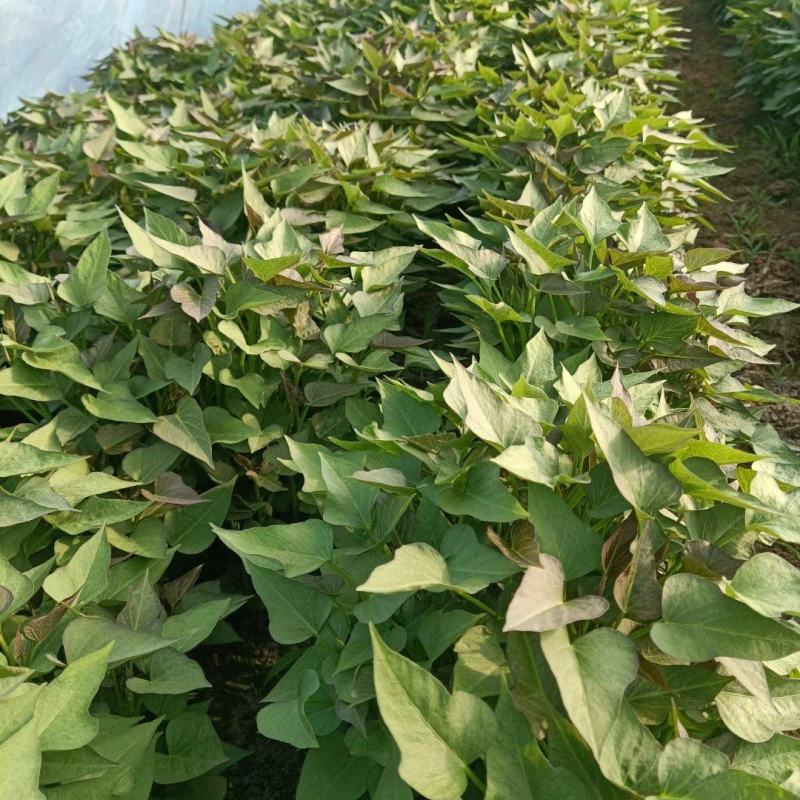 红薯苗西瓜红薯苗商薯19苗，六鳌蜜薯苗，