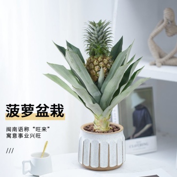 菠萝盆栽凤梨带果室内花卉植物表白神器送礼趣味水果苗好养可