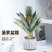 菠萝盆栽凤梨带果室内花卉植物表白神器送礼趣味水果苗好养可