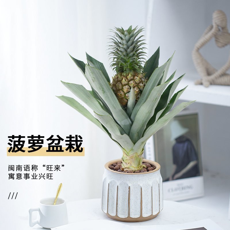 菠萝盆栽凤梨带果室内花卉植物表白神器送礼趣味水果苗好养可