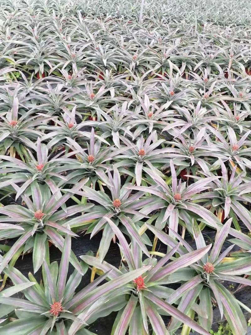 菠萝盆栽凤梨带果室内花卉植物表白神器送礼趣味水果苗好养可