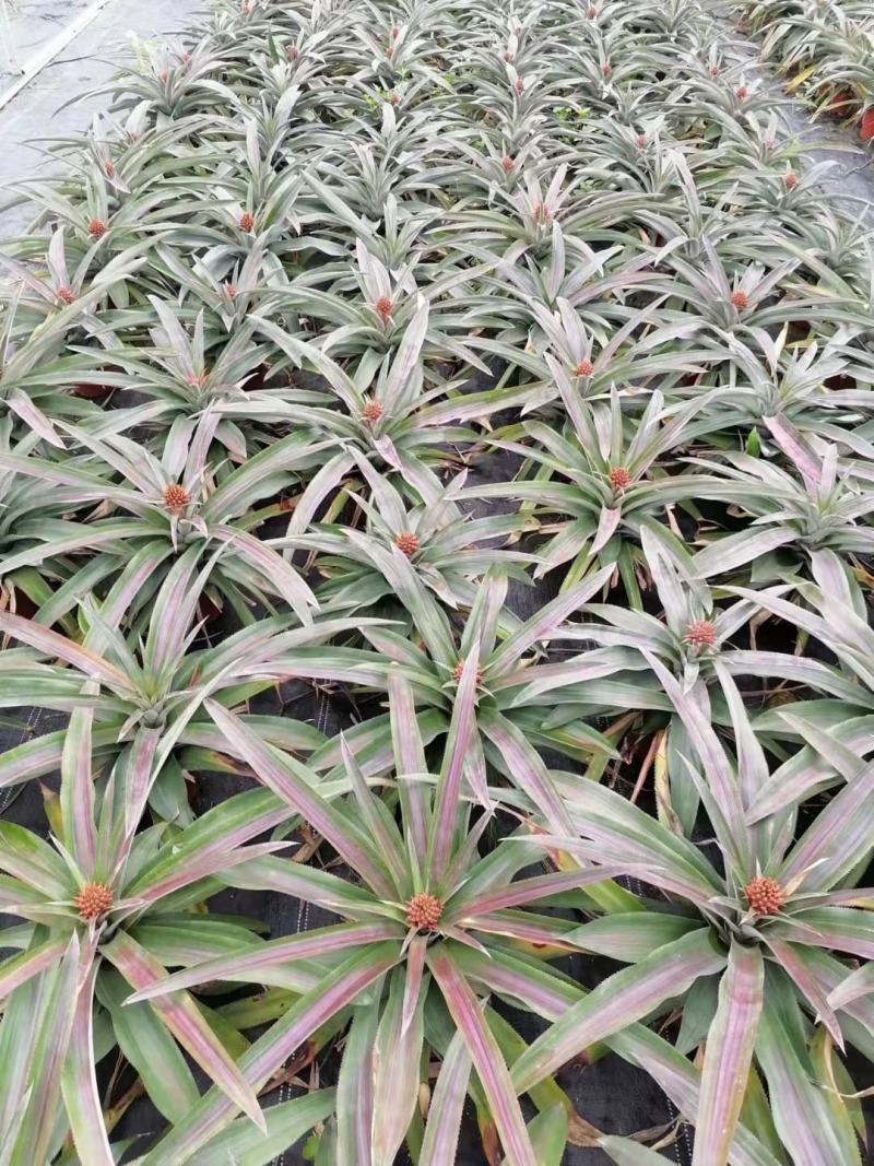 菠萝盆栽凤梨带果室内花卉植物表白神器送礼趣味水果苗好养可