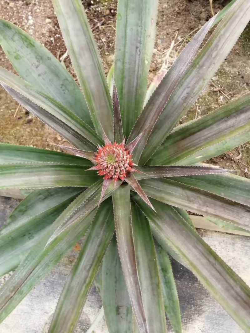 菠萝盆栽凤梨带果室内花卉植物表白神器送礼趣味水果苗好养可