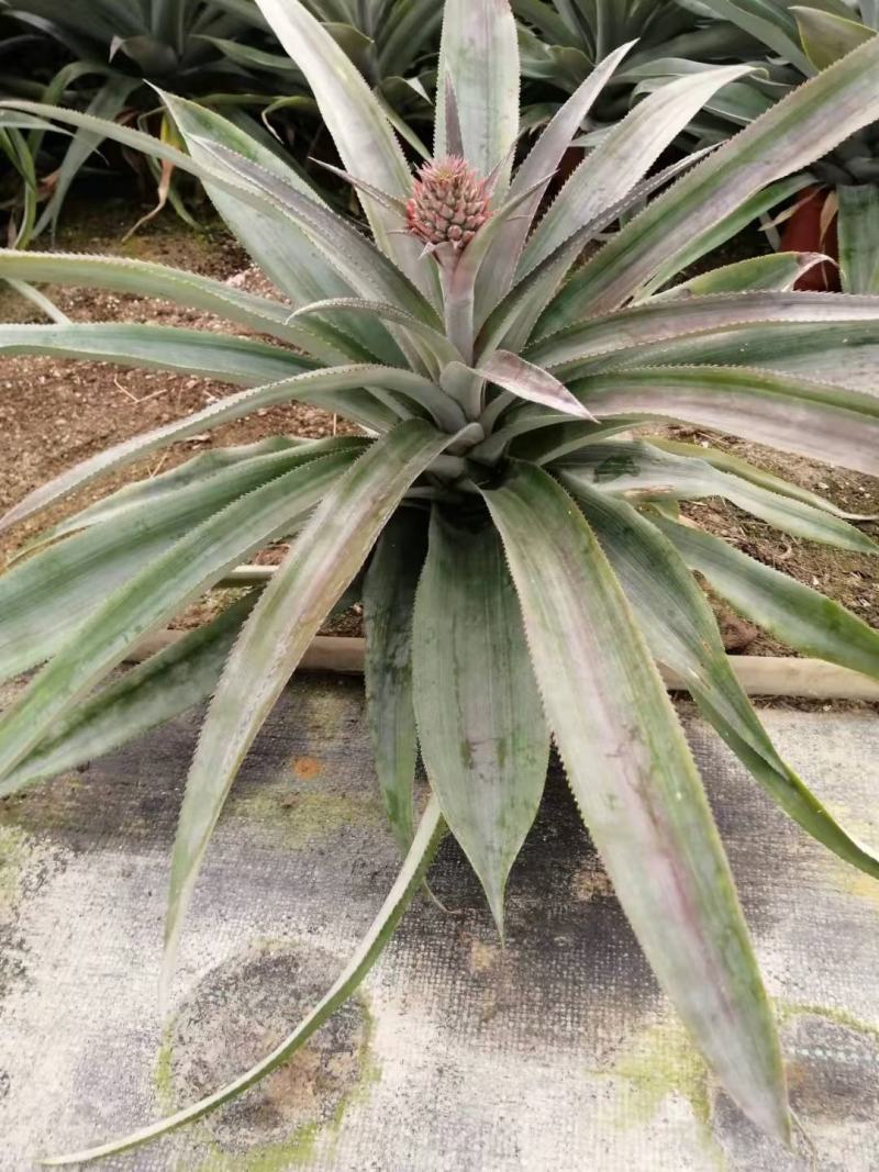 菠萝盆栽凤梨带果室内花卉植物表白神器送礼趣味水果苗好养可