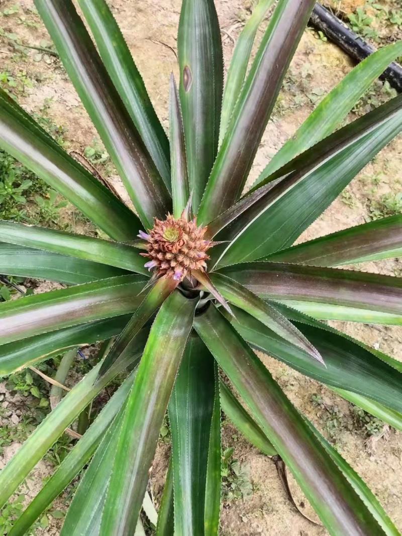菠萝盆栽凤梨带果室内花卉植物表白神器送礼趣味水果苗好养可
