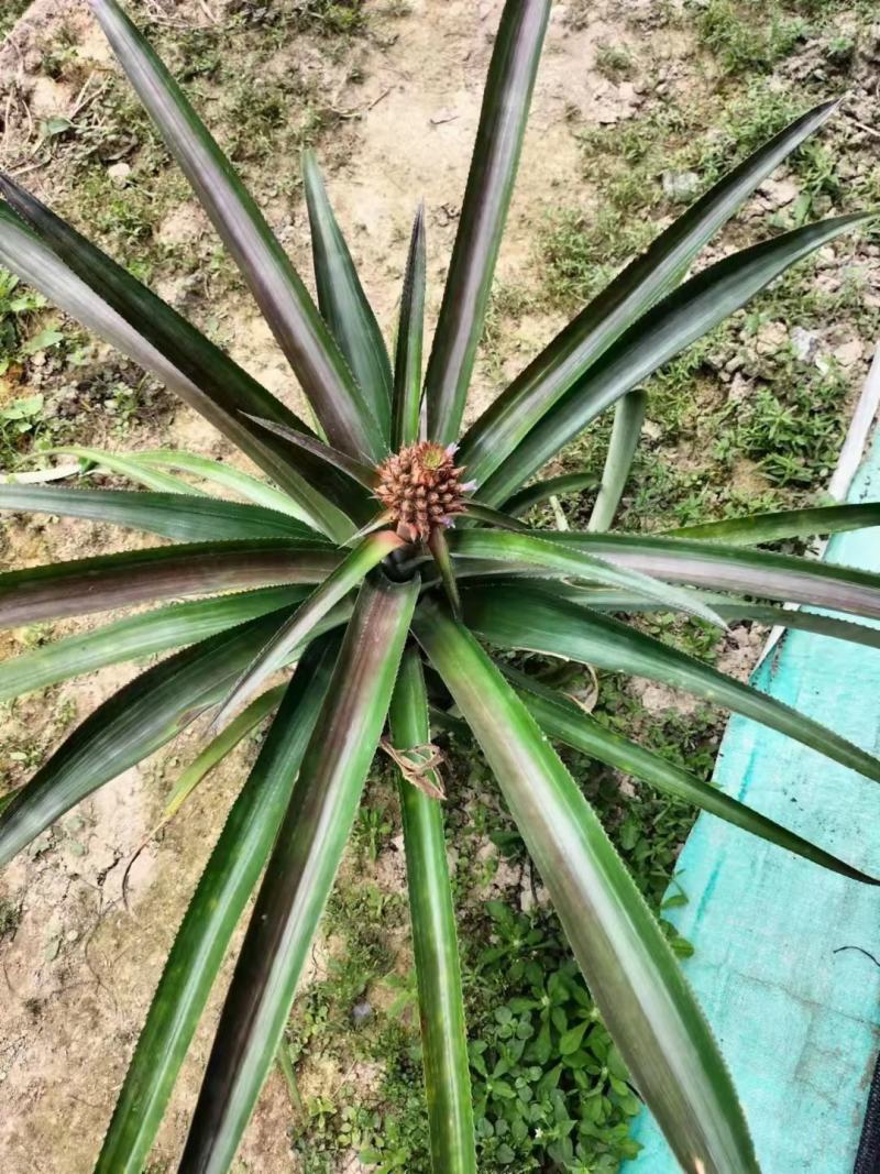 菠萝盆栽凤梨带果室内花卉植物表白神器送礼趣味水果苗好养可