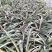 菠萝盆栽凤梨带果室内花卉植物表白神器送礼趣味水果苗好养可