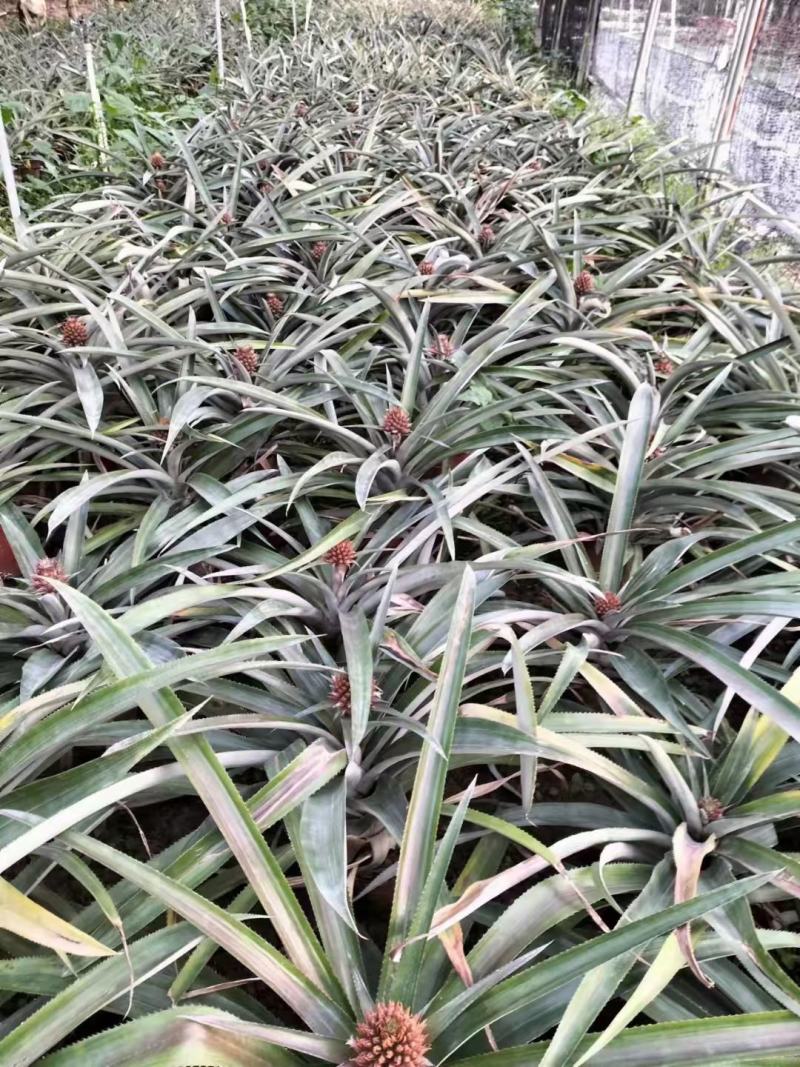 菠萝盆栽凤梨带果室内花卉植物表白神器送礼趣味水果苗好养可