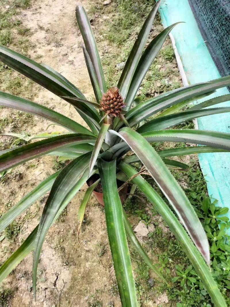 菠萝盆栽凤梨带果室内花卉植物表白神器送礼趣味水果苗好养可