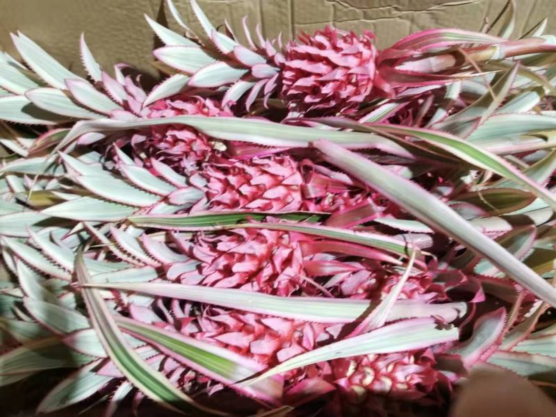 菠萝盆栽凤梨带果室内花卉植物表白神器送礼趣味水果苗好养可