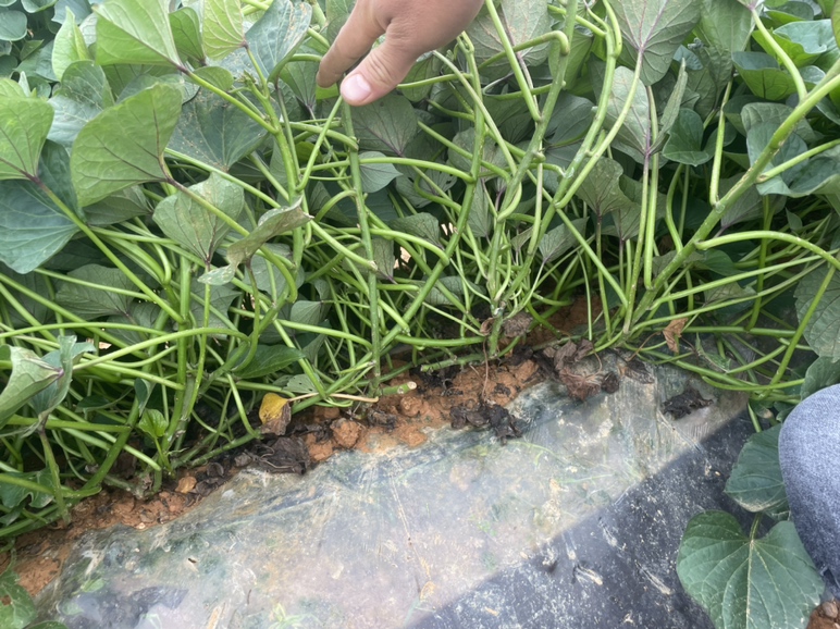 红薯田间长势图