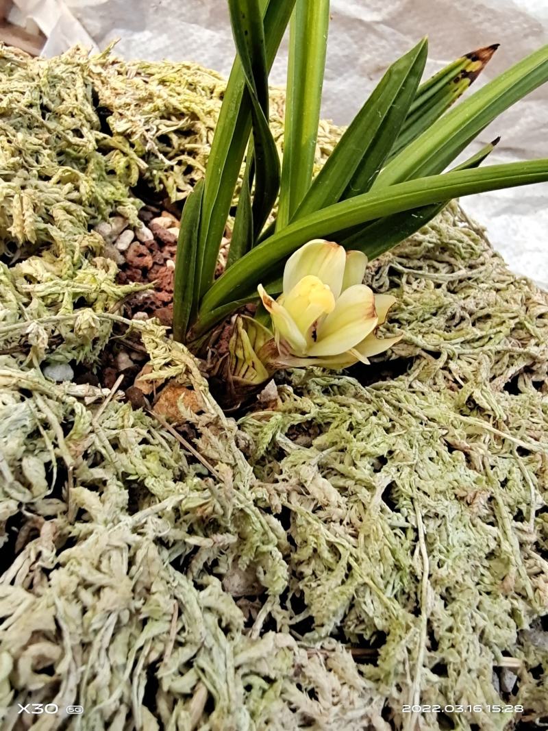 莲瓣兰矮种梅瓣