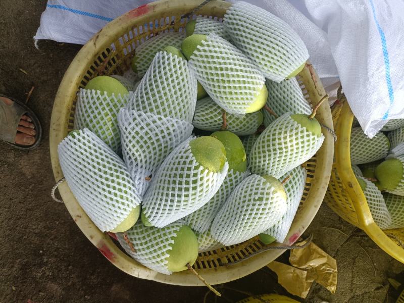 海南水仙芒精品果单果五两以上，到一斤八两