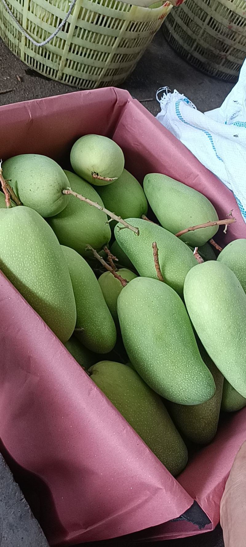 海南水仙芒精品果单果五两以上，到一斤八两