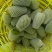 海南水仙芒精品果单果五两以上，到一斤八两