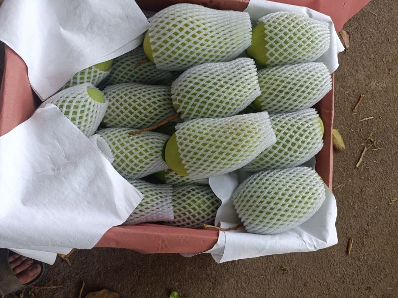 海南水仙芒精品果单果五两以上，到一斤八两