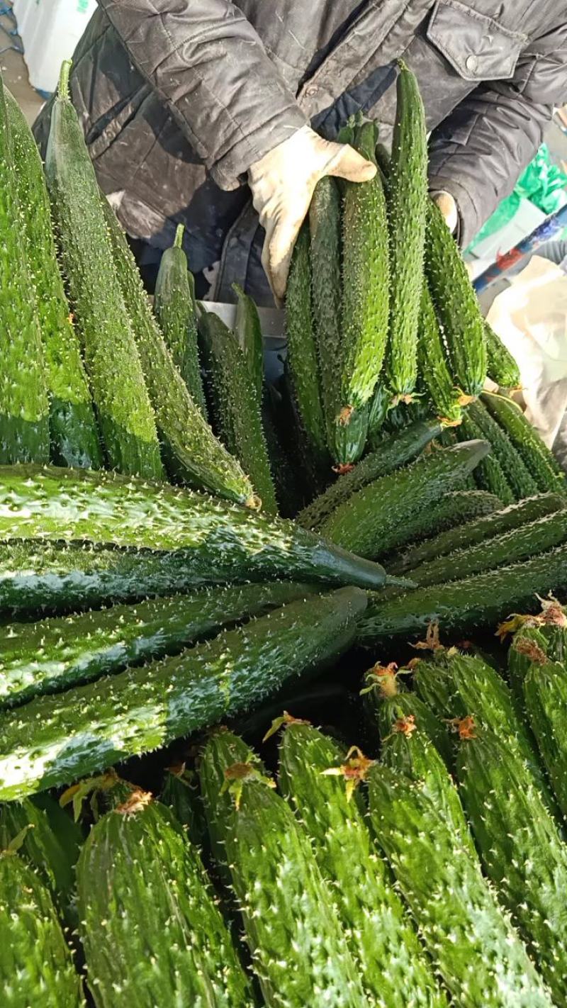 沂南黄瓜密刺亮条.产地直销一手货诚邀各地蔬菜市场电商超市
