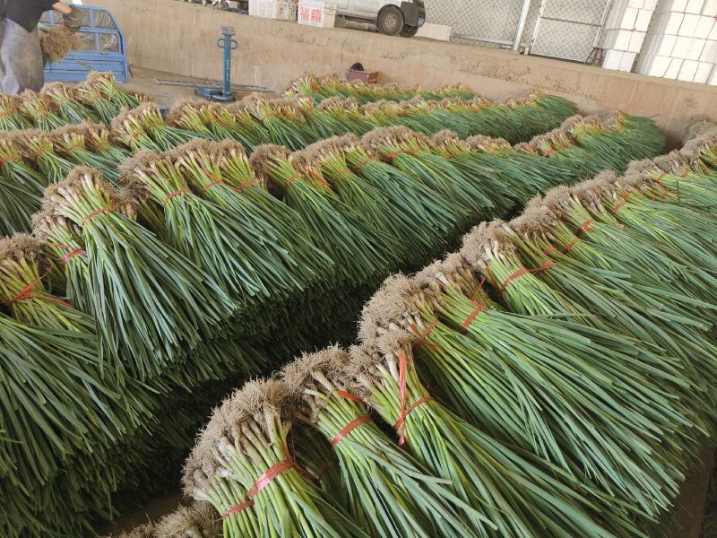 甘肃临洮红根蒜苗5月份陆续上市，需要的客户联系！