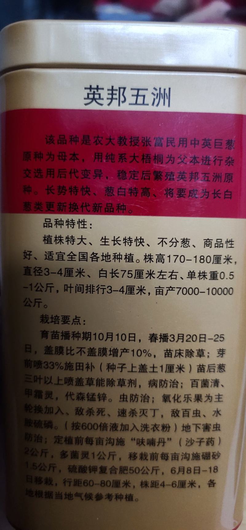 大葱种子英邦五洲硬杆冬青，株高170-180厘米，