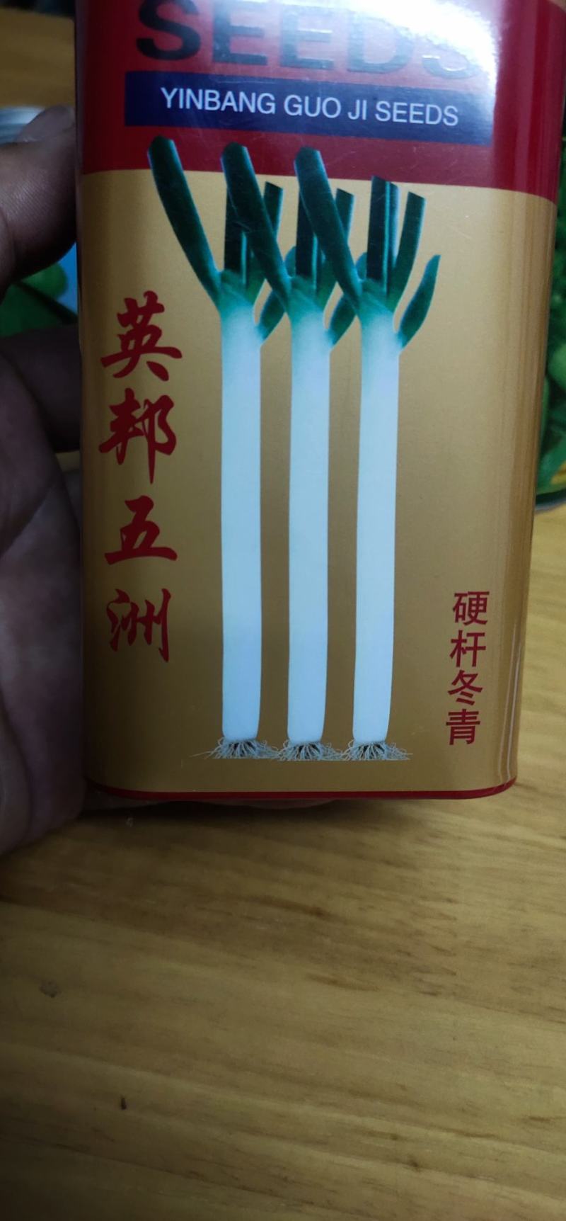 大葱种子英邦五洲硬杆冬青，株高170-180厘米，