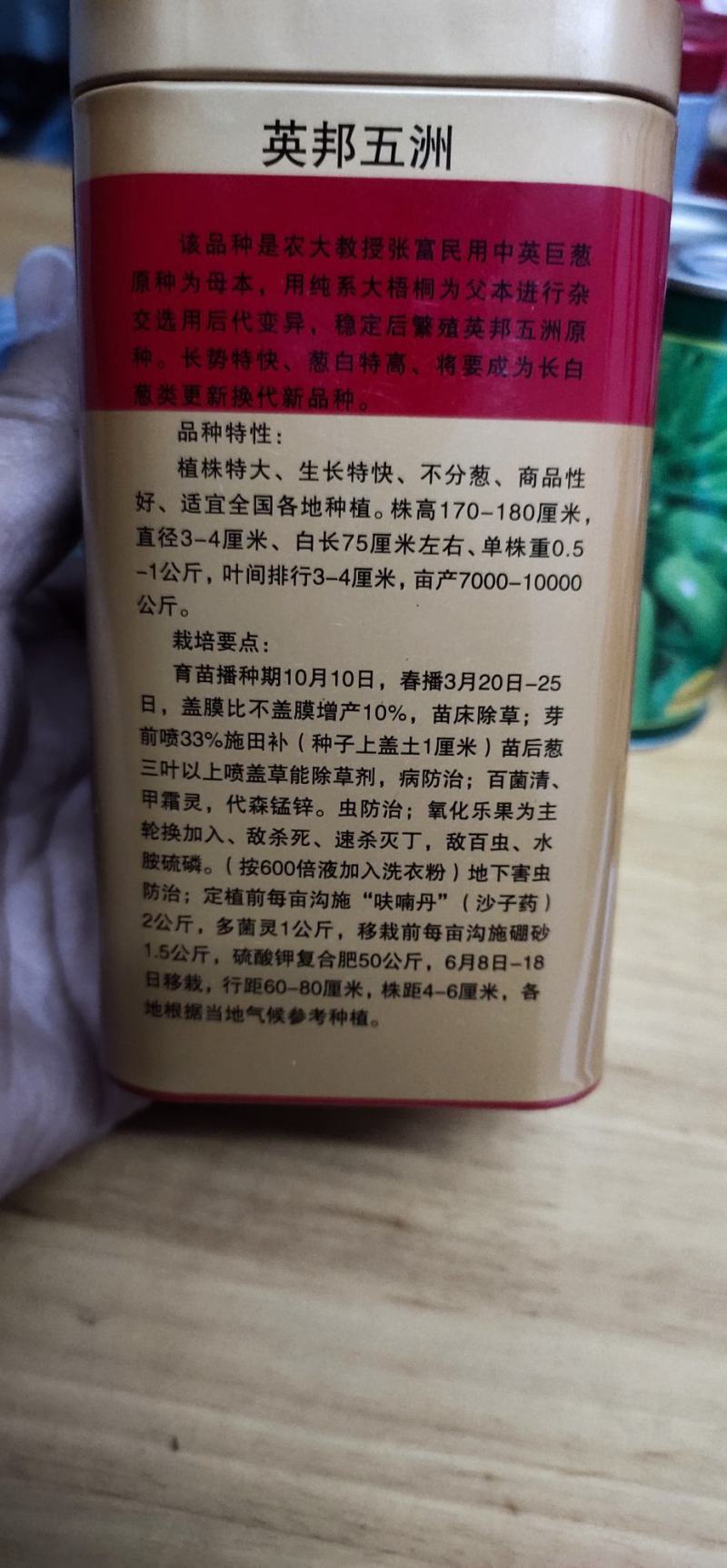大葱种子英邦五洲硬杆冬青，株高170-180厘米，