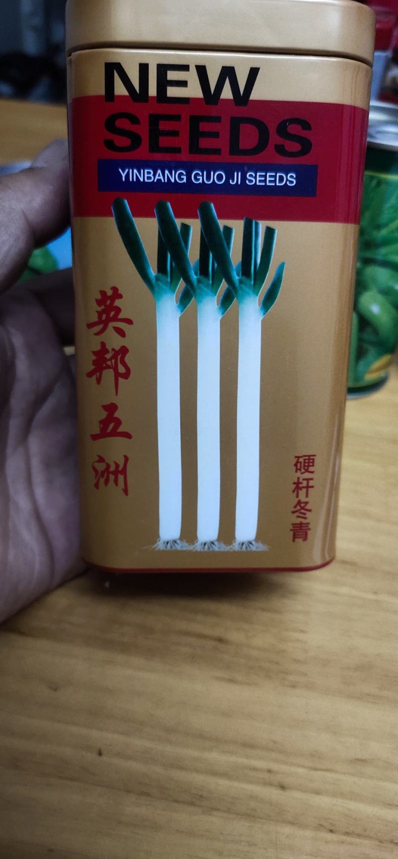 大葱种子英邦五洲硬杆冬青，株高170-180厘米，